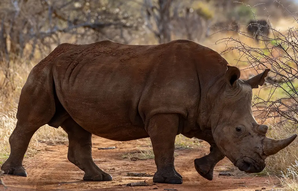 Anti-Poaching & Security